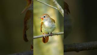 Sikatan Londo - Common Nightingale Gacor