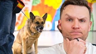 Celebrity GIANT German Shepherd ATTACKS His Owners.. Can I Save Him?  Net Worth