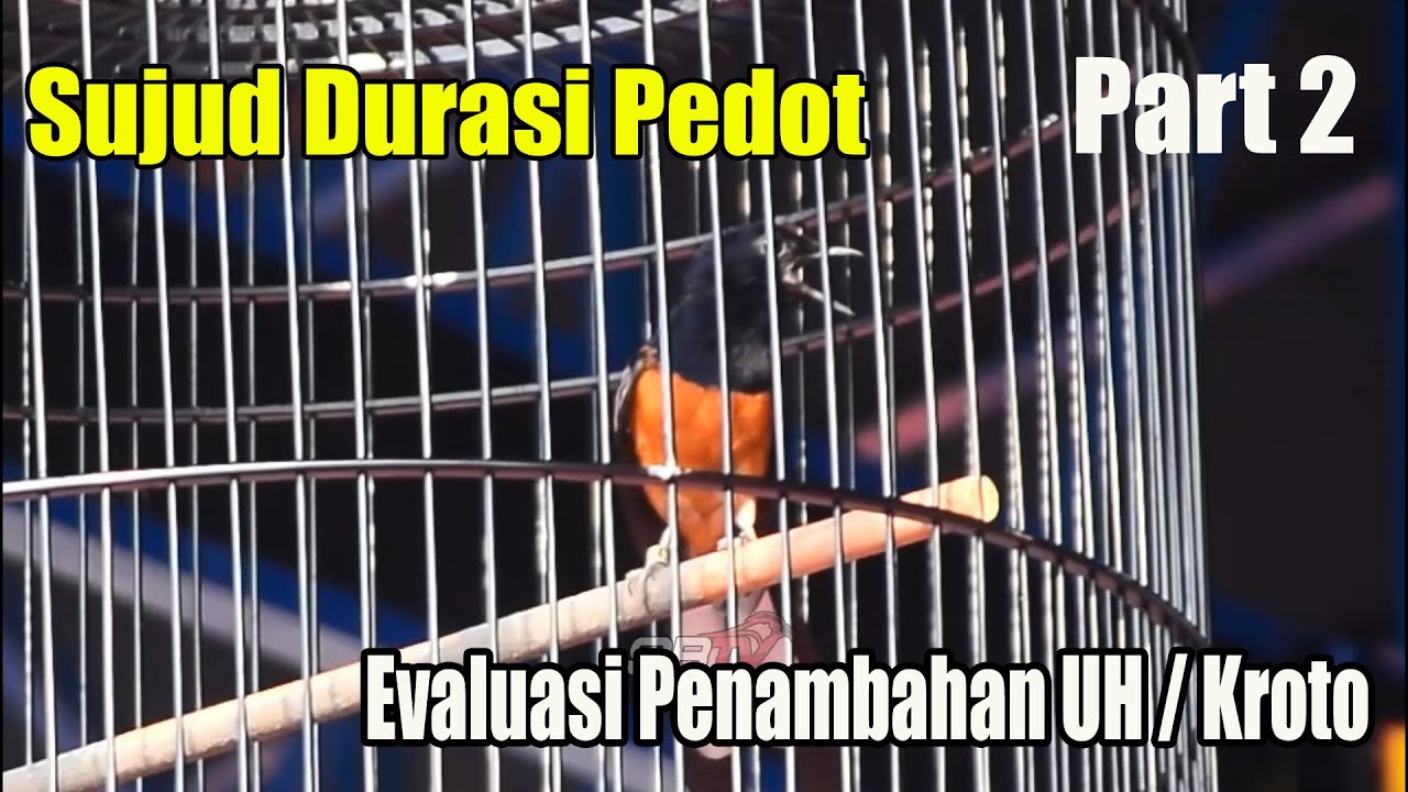 HATI HATI UNTUK PENAMBAHAN UH SAMA KROTO UNTUK BURUNG SUJUD ‼️