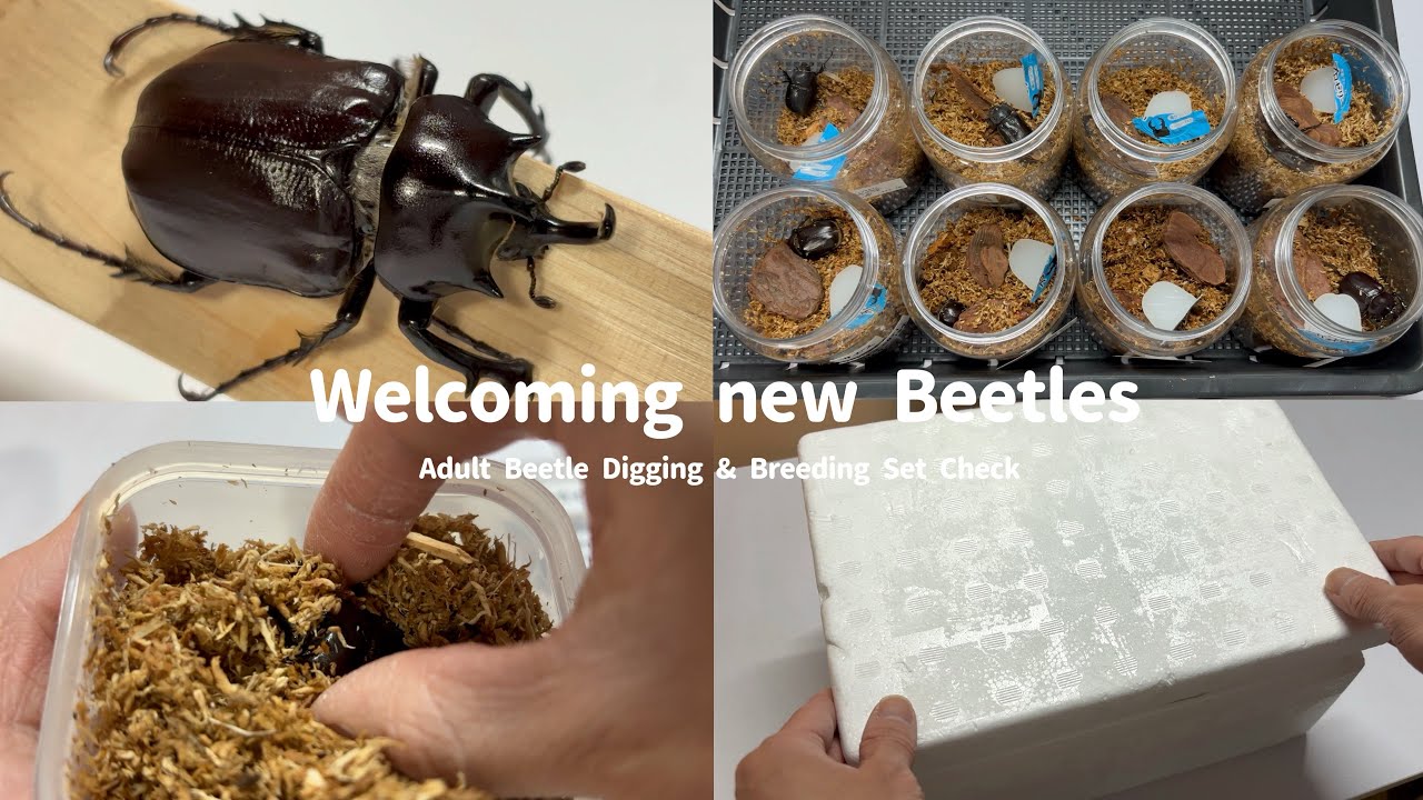 Vlog｜購入したカブトムシ紹介｜新しい仲間をお迎え｜New Beetle Arrival