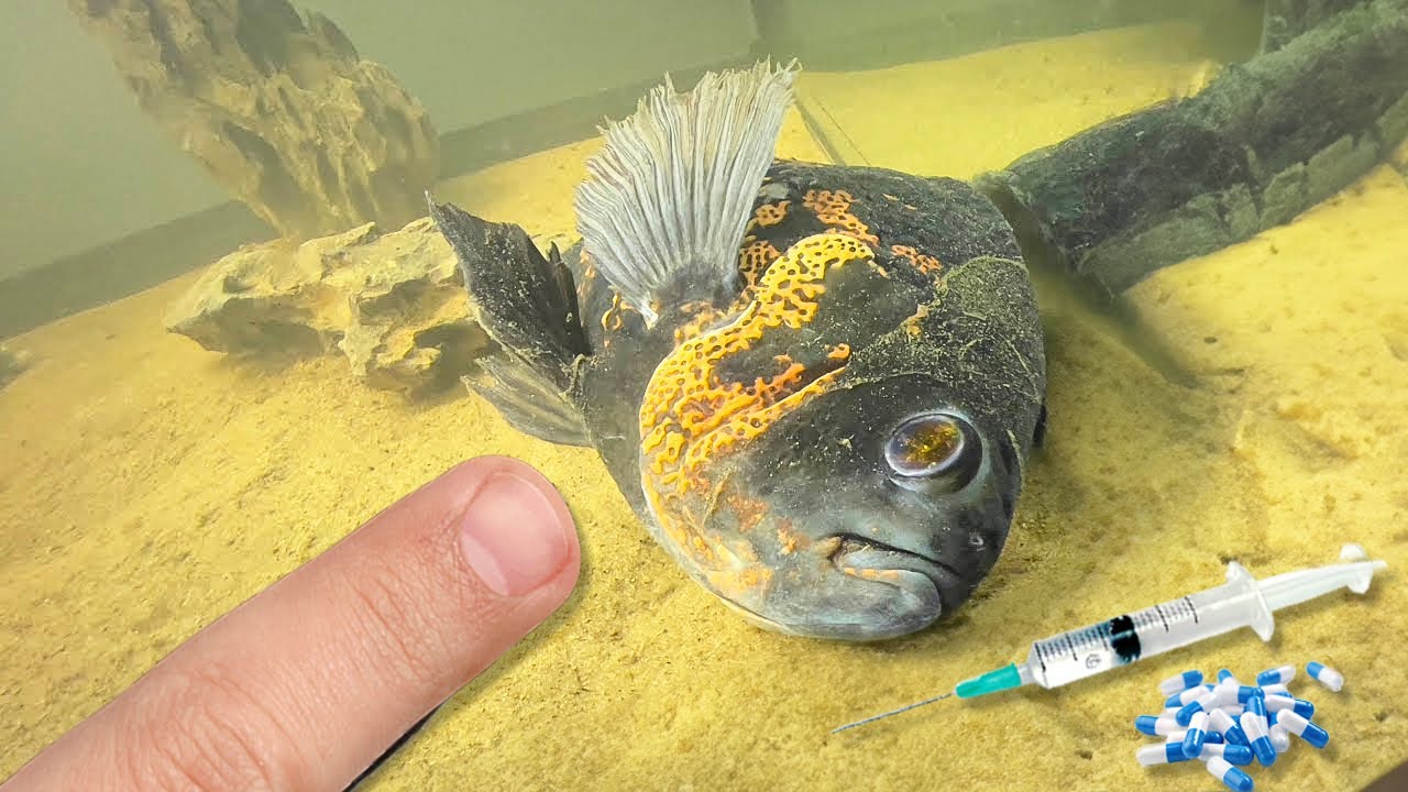 SALVANDO VIDA do MEU PEIXE OSCAR que VAI SER PAI…