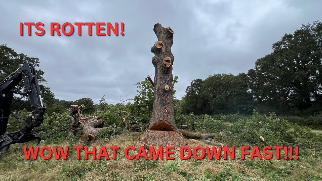 Removing this OAK tree as fast as possible! - YouTube