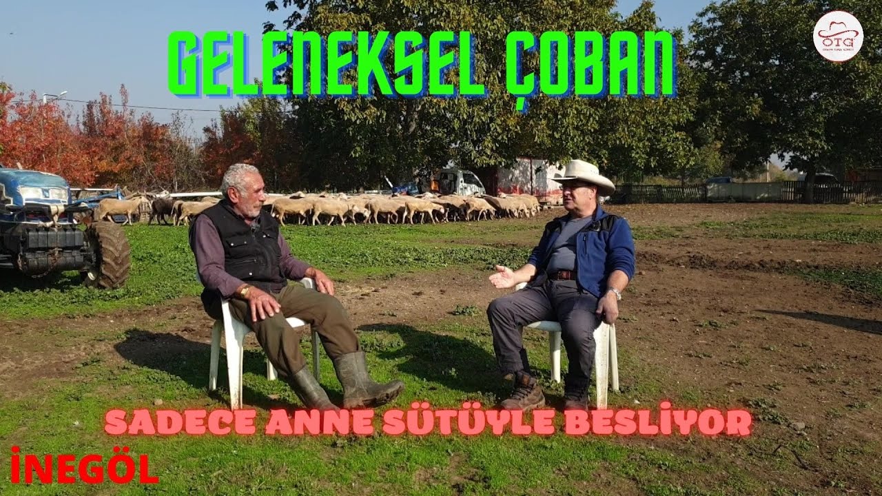 KUZULARI ANNE SÜTÜYLE BÜYÜTÜYOR | KIVIRCIKÇI GELENEKSEL ÇOBANIMIZI DİNLEDİK | İNEGÖL