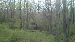 Shockwave Earthshaker knocks tree over