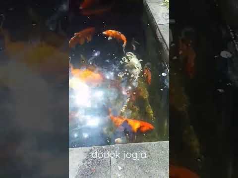 Koi Pagi kita bolooo