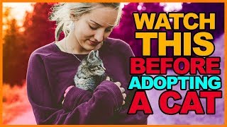 ✅EVERYTHING you NEED to know BEFORE Getting a CAT!🐱 by Cat Universe 96 views 5 years ago 7 minutes, 55 seconds