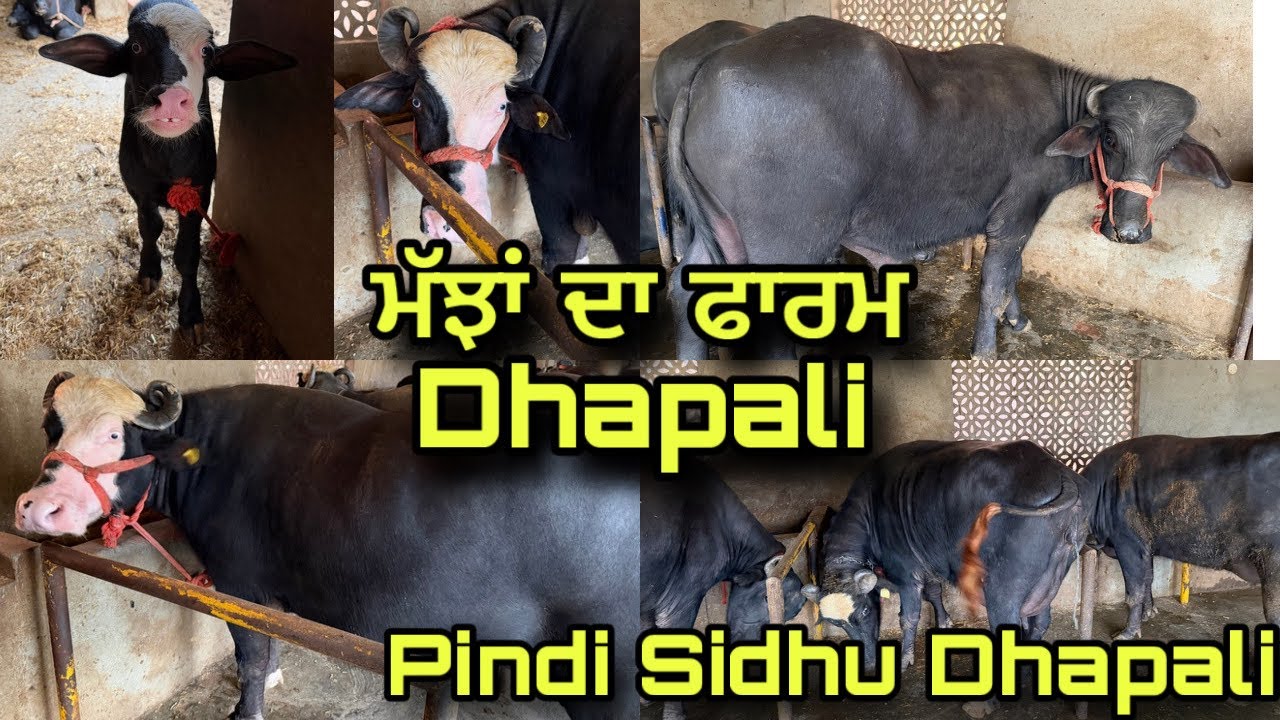 Pindi Sidhu Farm Dhapali | ਮੱਝਾਂ ਦਾ ਫਾਰਮ Dhapali