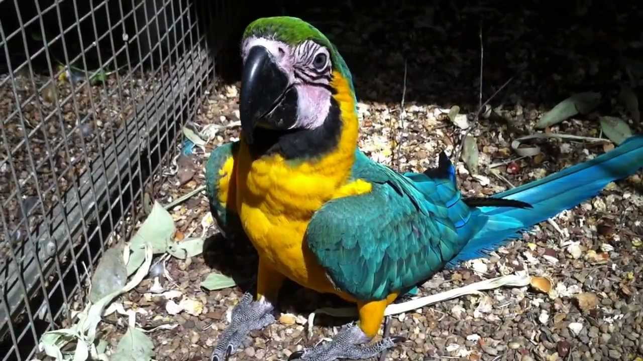 Playtime With Baby Blue And Gold Macaws Youtube,Gender Neutral Colors For Adults