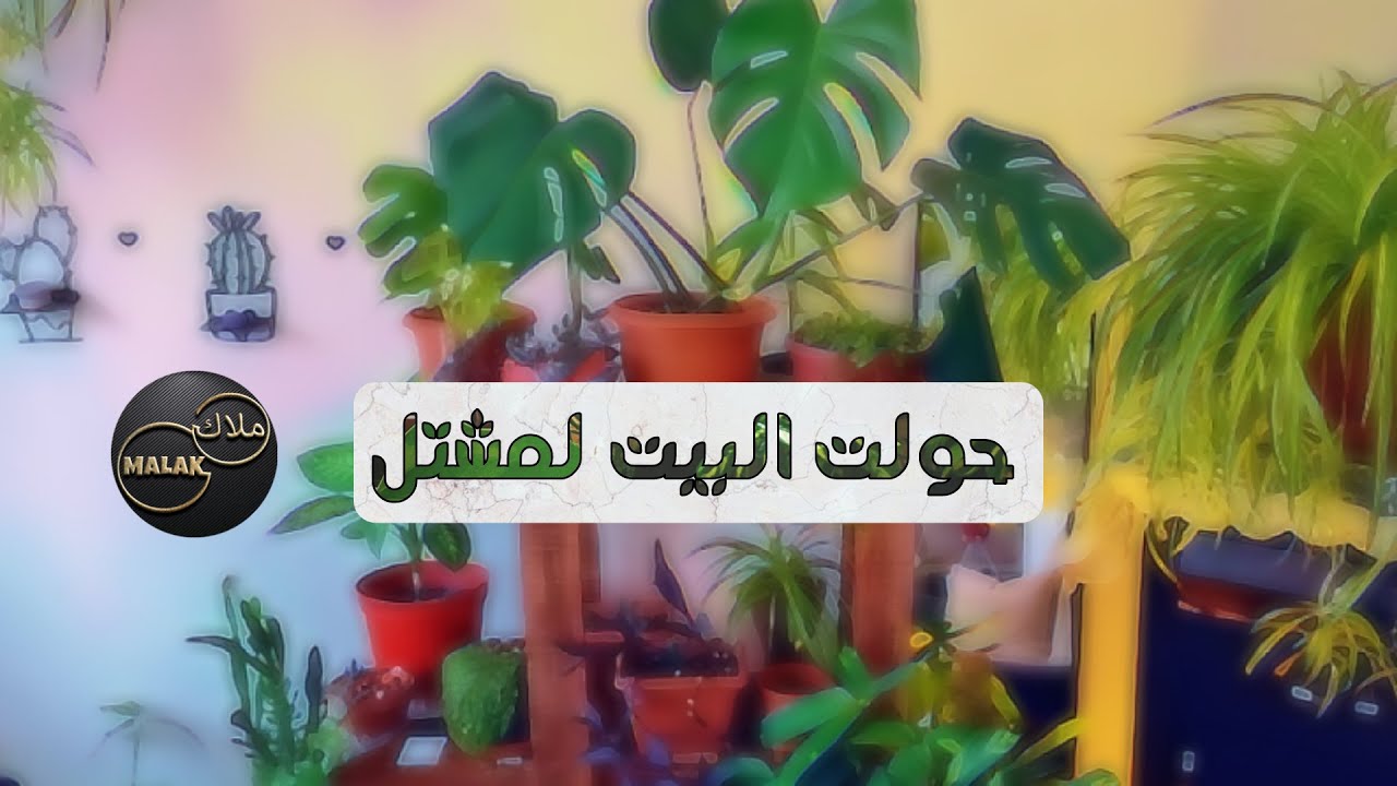 ترتيب النباتات في المنزل الجديد |العناية بالنباتات داخل المنزل ||ملاك Malak