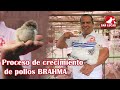 Crecimiento de Pollos BRAHMA | Semana 1 a 8 | Granja San Lucas