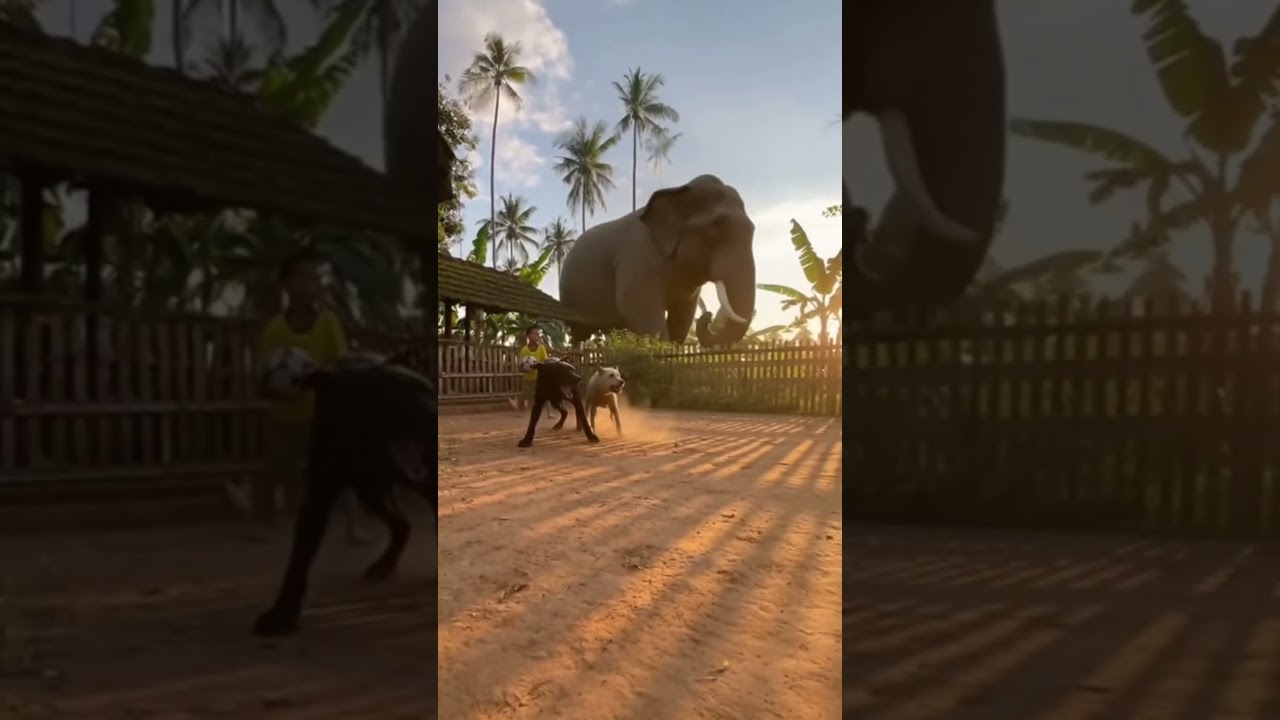 When Nature Trembles — Two Dogs Face a Rampaging Elephant 🐘 