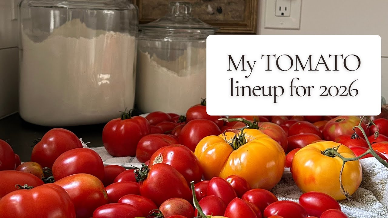 All the tomatoes I'm growing this year 🍅