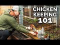 Watch this before you keep chickens 