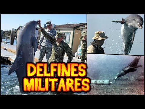 Vídeo: Delfines En El Servicio Militar - Vista Alternativa