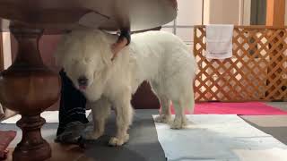 かまってもらわないと気が済まないルンルンです Great Pyrenees グレートピレニーズ