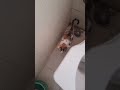 smart cat peeing in toilet #funny video #1000subcriber challenge till 2 August 🙏