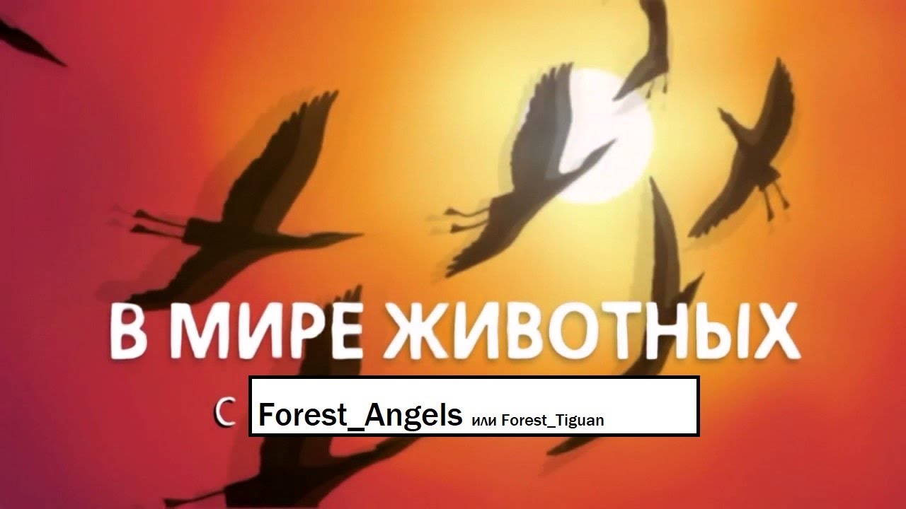 Сайга в багажнике была(( - YouTube