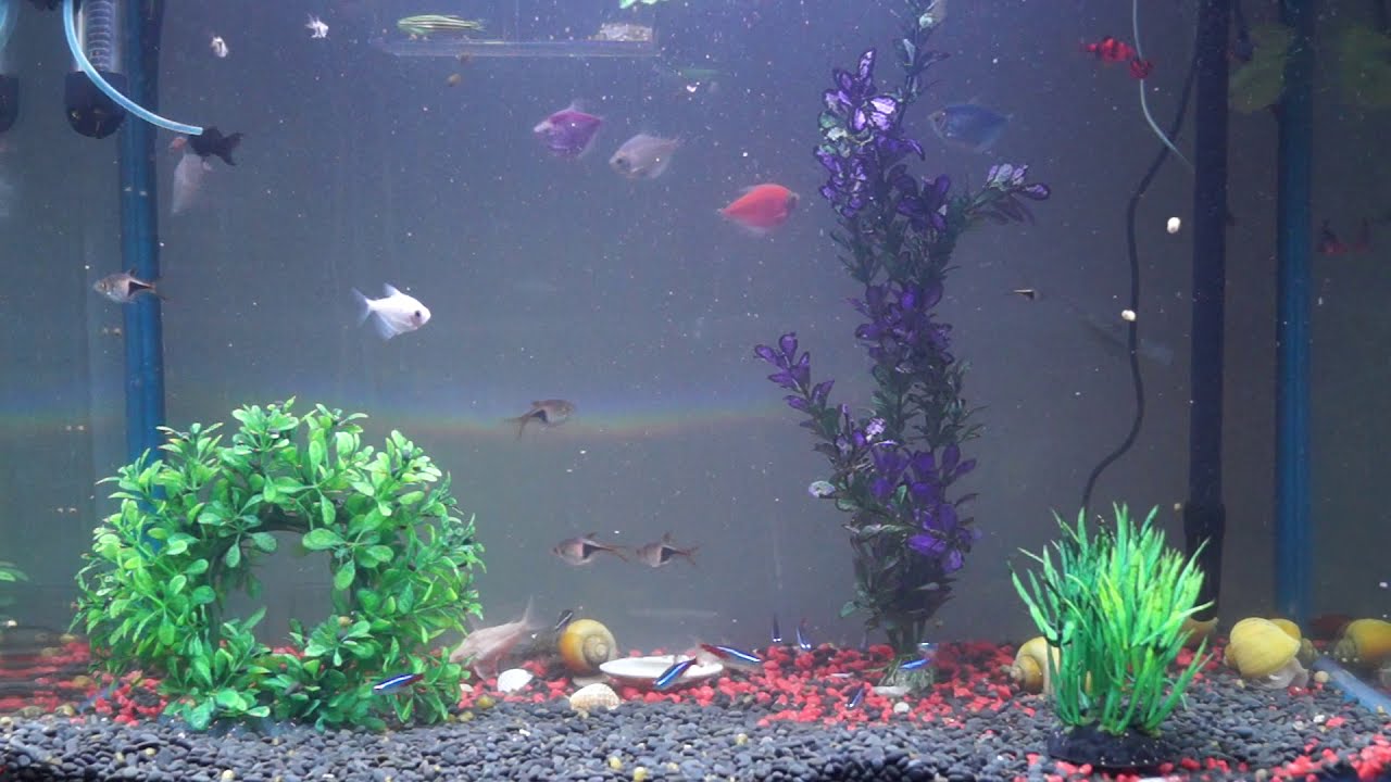 Inside My Fish Tank 18 07 2020 - YouTube.