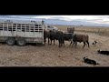 Loading Bucking Bulls in the Big Bend Trailer with Satus Jet, Brodey, Bear and Brick