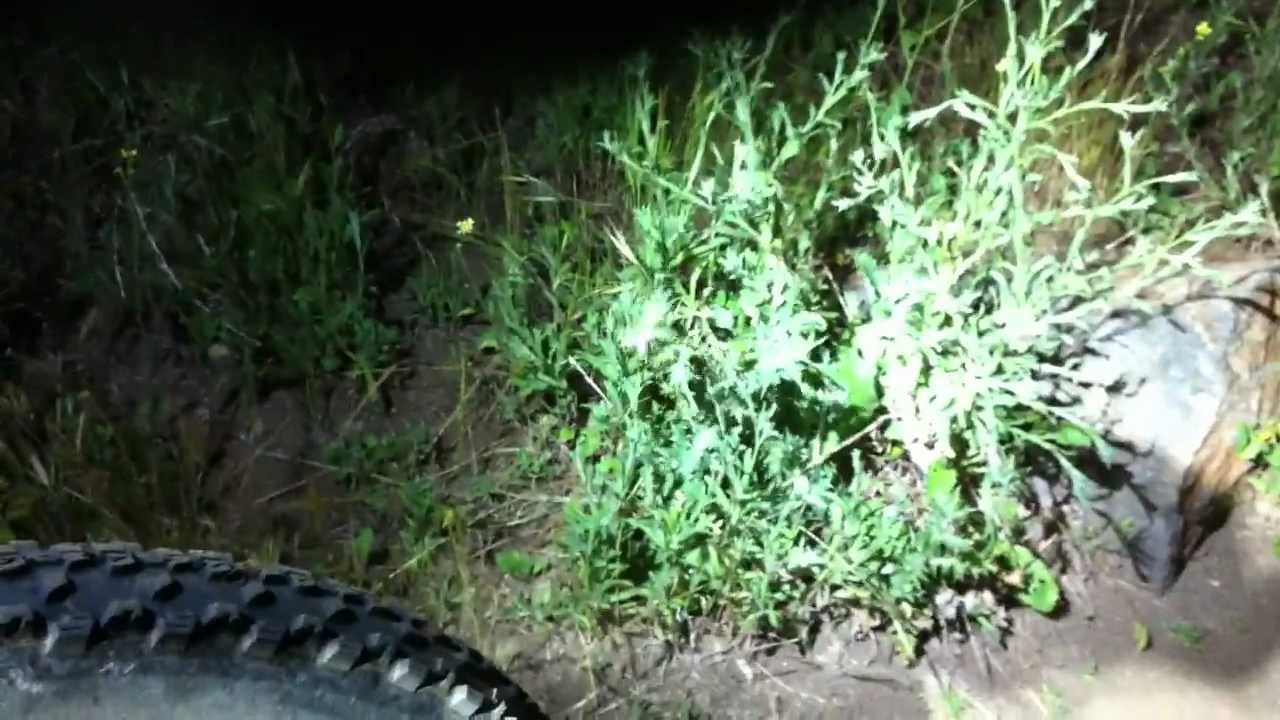 Gopher Eating Thistle Root YouTube