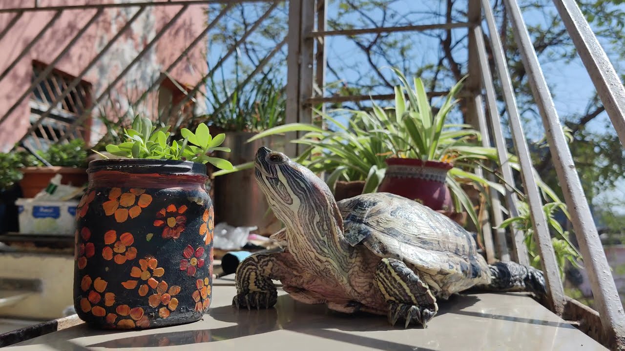 Relaxing Turtle Basking in the Sun on a Perfect Day! ☀️🐢