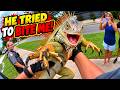 Entitled Iguana CHARGES His Captors—Instant Regret!