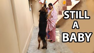 Super Energetic German Shepherd Playing With My Mom 1 Year Old