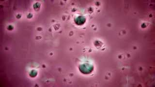 Fotu - The Color Pink