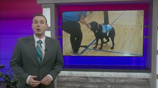 Kiwi the courthouse canine bringing joy to students