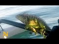 Man offers IGUANA a ride on his boat