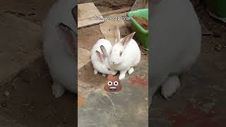 Razones Que Los Conejos Son Mejores Mascotasparte 2