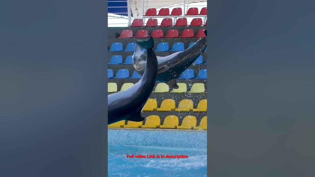 Dolphins - Intelligent Marine Mammals! - YouTube
