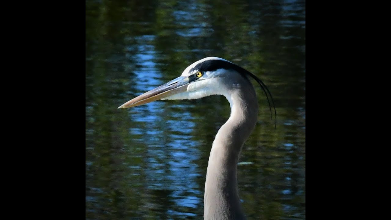 Songbirds and Others - YouTube