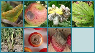 Introduction To Plant Pathogens Disease Plant Biology