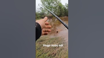 Câu cá lóc mùa lũ | Long chu du fishing