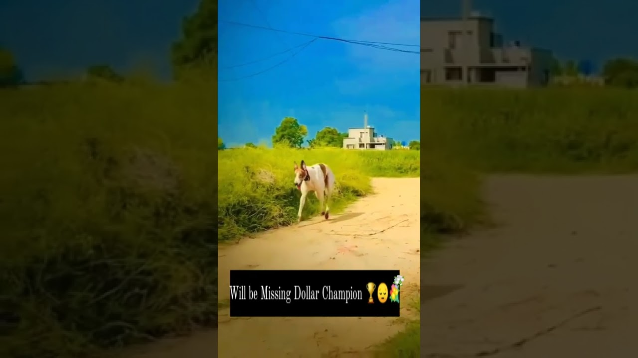 greyhound maharashtra/🤘💥/dogs race resal/kholapur racing club/rajmudra racing club💥🤘