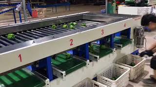 Green pepper grading machine
