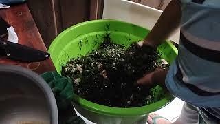 Daun beracun 😱😱😱 dan jadi sayur khas Manado (daun Pangi)