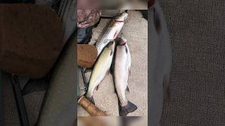 Catching BIG Sea Run Brook TROUT and Striped Bass! Fly Fishing in Canada 2026 #fishing #pei #trout