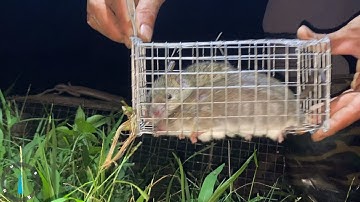 Bẫy chuột đồng theo đường mòn chuột dính liên tiếp@LivingLife34k