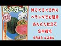 甘〜い #小玉スイカ 🍉【ピノガール】No.2摘心/鉢でぐるぐる作りベランダでも簡単あんどん仕立てで空中栽培 #家庭菜園  2024年5月8日