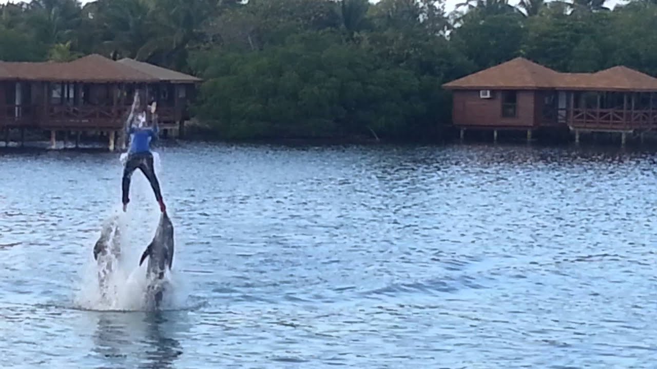 Anthony Key Resort Roatan Honduras Dolphin show November 2015 YouTube