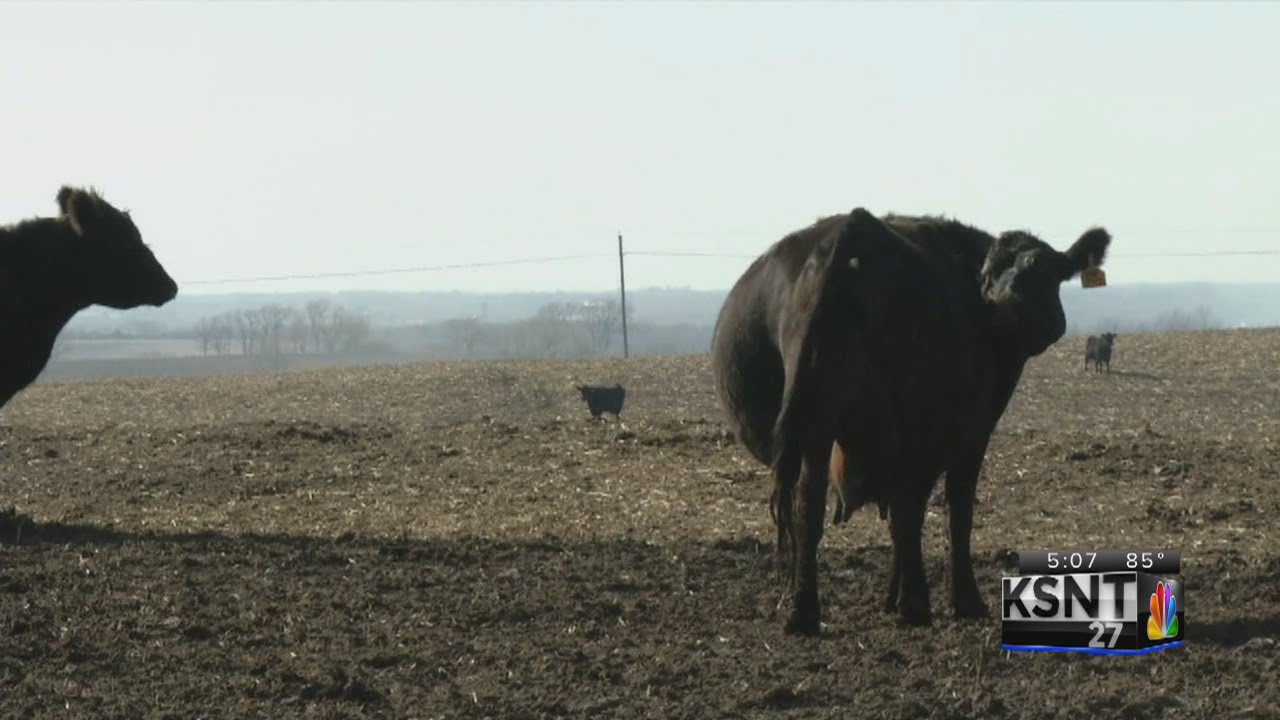 Kansas cattle inventory showing increases YouTube