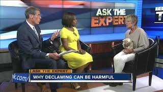 Expert talks alternatives to declawing your cat