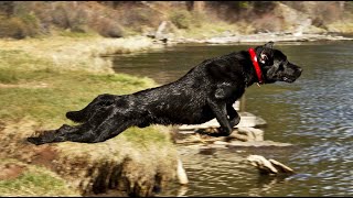 Black Lab Retrieves 3 Bumpers in One Dive!