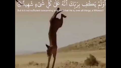 القرآن الكريم | سَنُرِيهِمْ آيَاتِنَا فِي الْآفَاقِ وَفِي أَنفُسِهِمْ | سورة فصلت