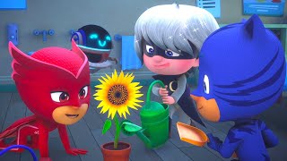 Pj Masks Em Portugus  Pj Masks Como Bebs  Desenhos Animados