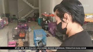 Banyak yang Belum Tau Adanya Jerat Pidana Penganiayaan Satwa - FAKTA+62