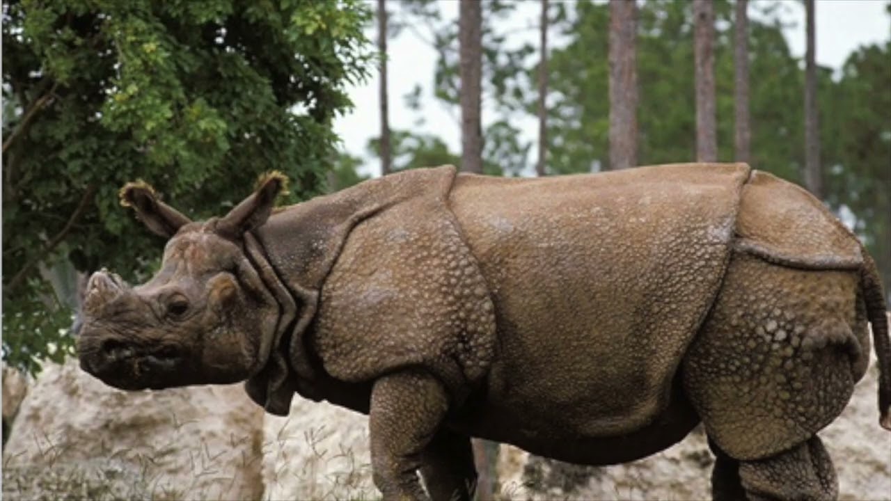 World Wildlife Day Special