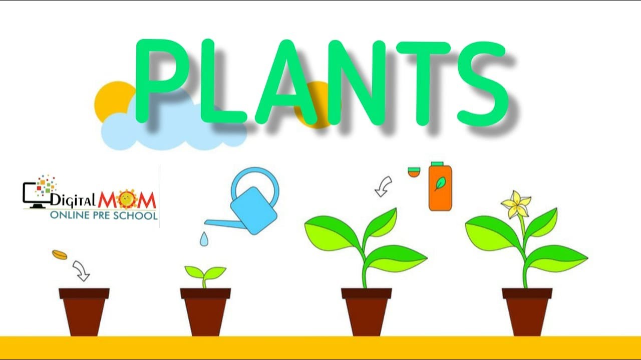 Plant Kingdom | what are plants? |Types of plants | kids |Science ...